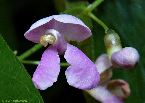 {Phaseolus polystachios}
